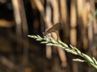 Blauflügel Prachtlibelle Weibchen